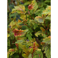 Pęcherznica kalinolistna 'Chameleon' Physocarpus opulifolius