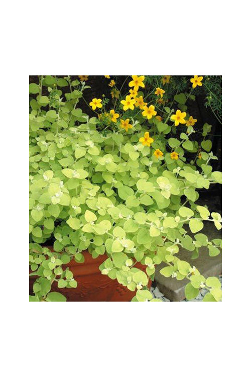 Gnafalium (Kocanki) 'Gold' div class'lat' Helichrysum petiolara /div