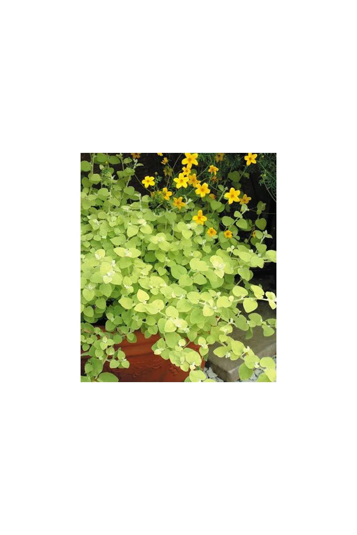 Gnafalium (Kocanki) 'Gold' div class'lat' Helichrysum petiolara /div