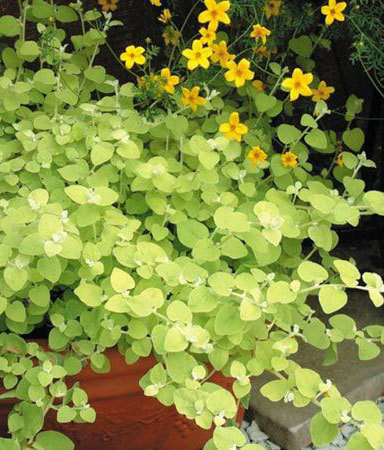 Gnafalium (Kocanki) 'Gold' div class'lat' Helichrysum petiolara /div