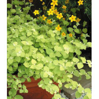 Gnafalium (Kocanki) 'Gold' div class'lat' Helichrysum petiolara /div