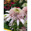 Jeżówka 'Cherry Fluff' Echinacea