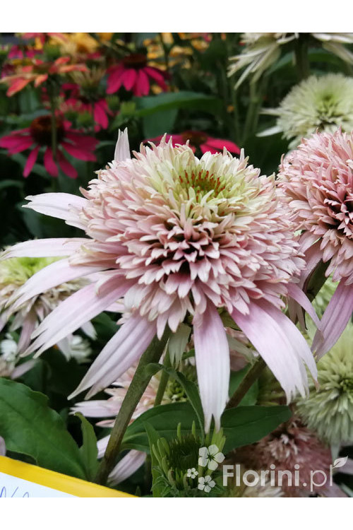 Jeżówka 'Cherry Fluff' Echinacea