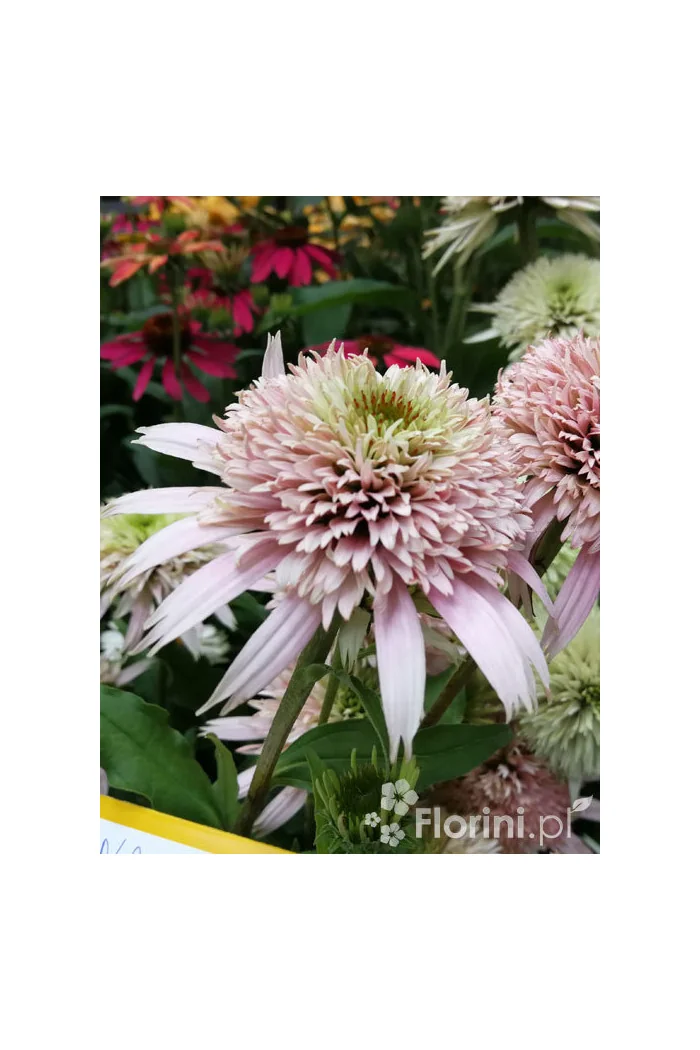 Jeżówka 'Cherry Fluff' Echinacea