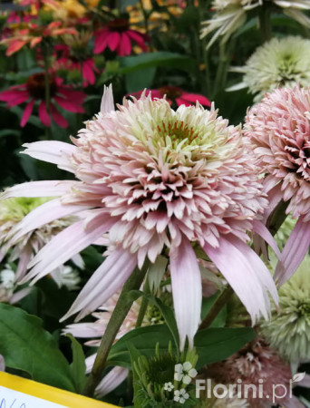 Jeżówka 'Cherry Fluff' Echinacea