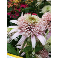 Jeżówka 'Cherry Fluff' Echinacea