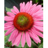 Jeżówka 'Green Eyes' Echinacea