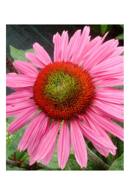 Jeżówka 'Green Eyes' Echinacea