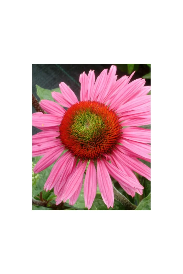 Jeżówka 'Green Eyes' Echinacea