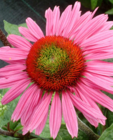 Jeżówka 'Green Eyes' Echinacea