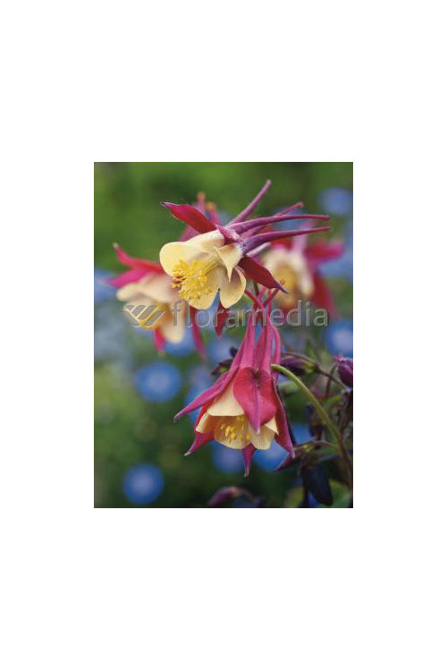 Orlik 'Crimson Star' Aquilegia vulgaris