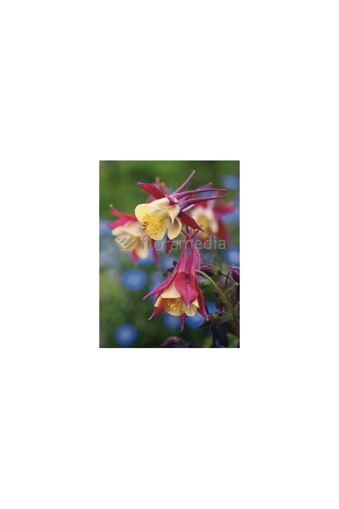 Orlik 'Crimson Star' Aquilegia vulgaris