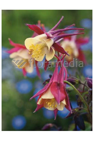 Orlik 'Crimson Star' Aquilegia vulgaris