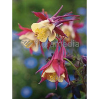 Orlik 'Crimson Star' Aquilegia vulgaris