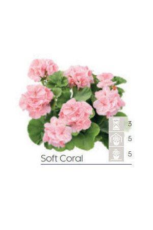 Pelargonia Calioppe 'Soft Coral'