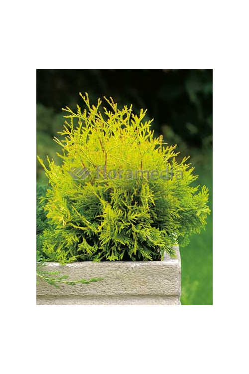 Żywotnik zachodni 'Yellow Ribbon' Thuja occidentalis