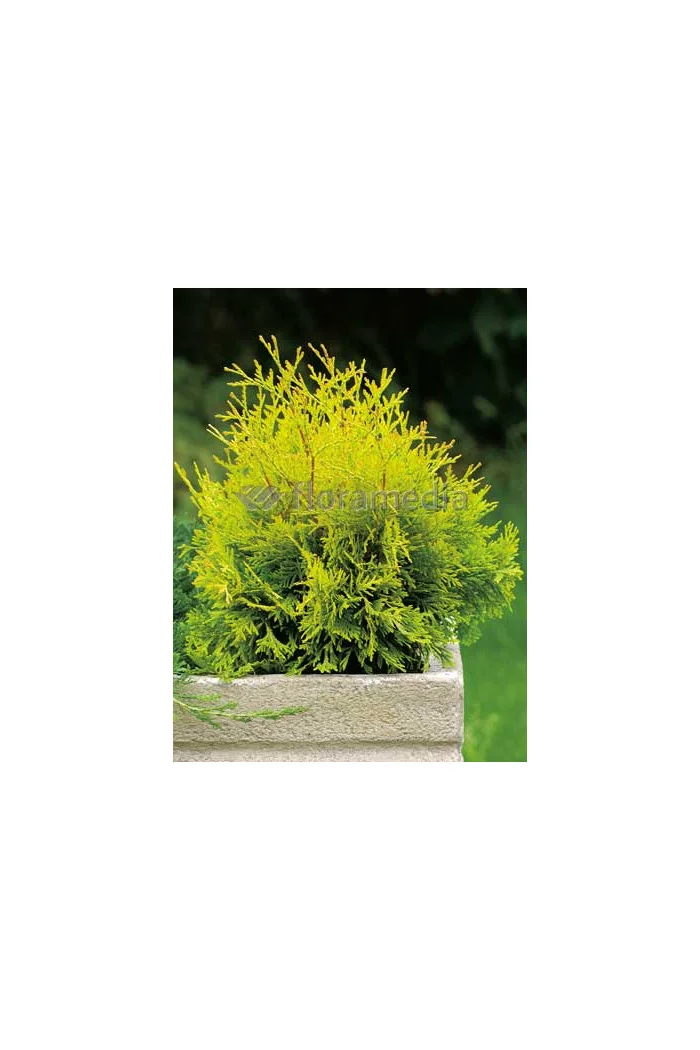 Żywotnik zachodni 'Yellow Ribbon' Thuja occidentalis
