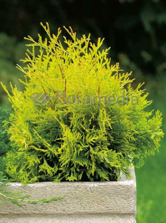 Żywotnik zachodni 'Yellow Ribbon' Thuja occidentalis