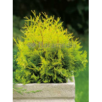 Żywotnik zachodni 'Yellow Ribbon' Thuja occidentalis