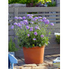 Driakiew 'Mariposa Blue' | Scabiosa columbaria