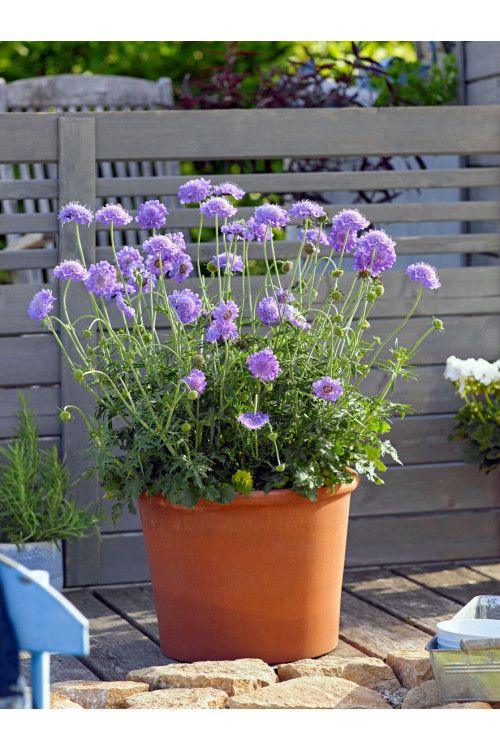 Driakiew 'Mariposa Blue' | Scabiosa columbaria