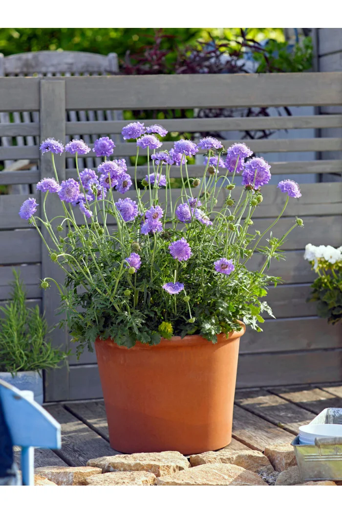 Driakiew 'Mariposa Blue' | Scabiosa columbaria