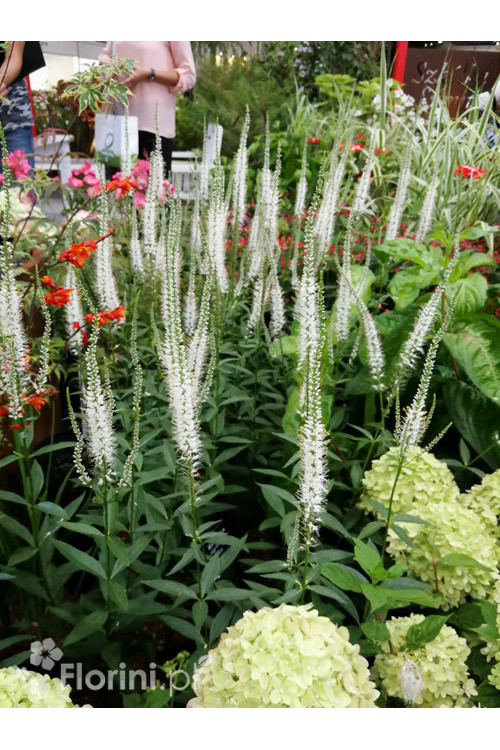 Przetacznik wirginijski 'Alba' Veronica virginica