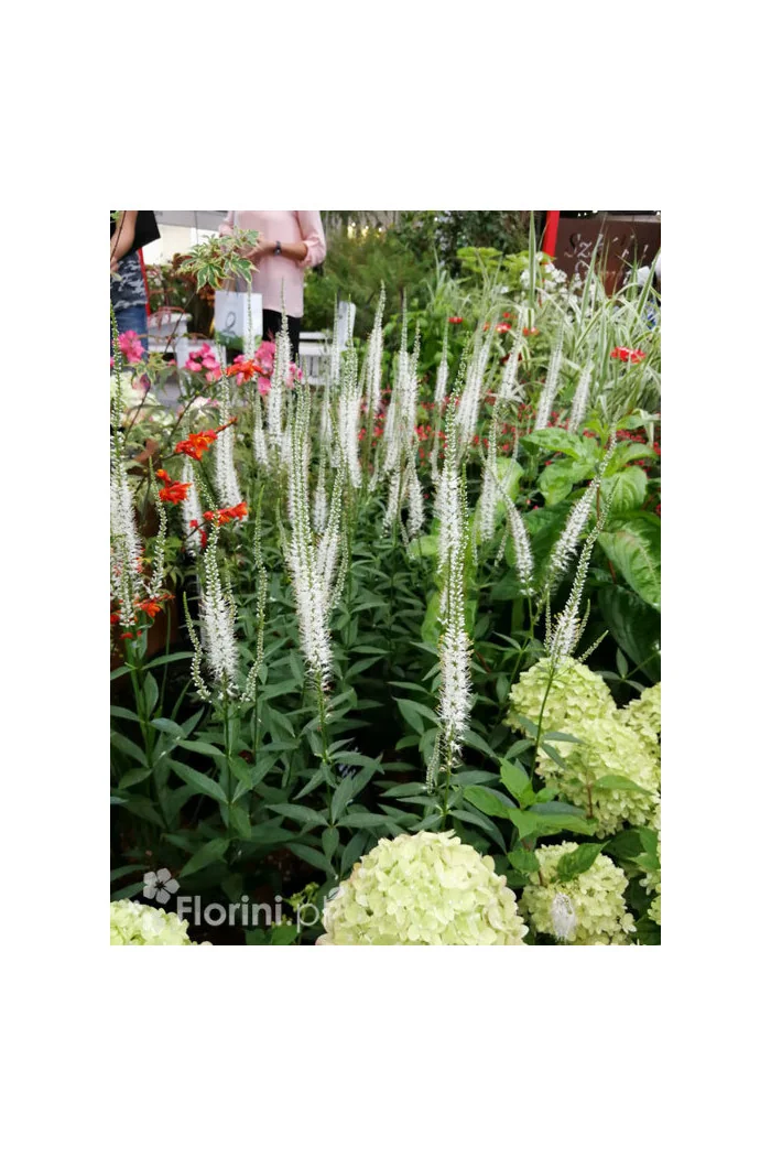 Przetacznik wirginijski 'Alba' Veronica virginica