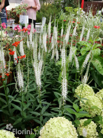 Przetacznik wirginijski 'Alba' Veronica virginica