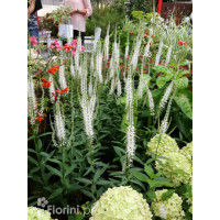 Przetacznik wirginijski 'Alba' Veronica virginica