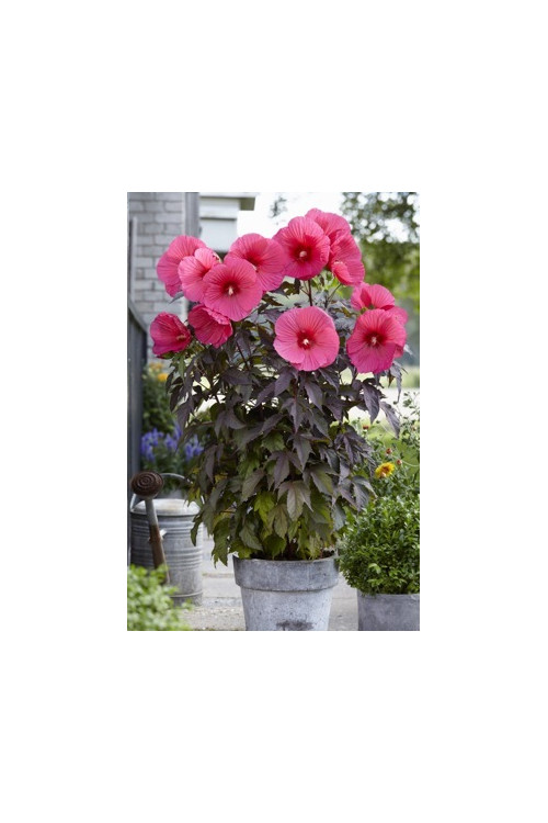 Hibiskus 'Carousel Pink Passion' Hibiscus moscheutos
