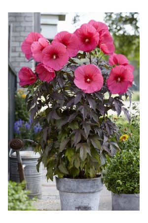 Hibiskus 'Carousel Pink Passion' Hibiscus moscheutos