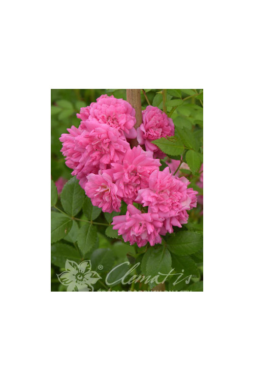 Róża pnąca 'Heldoro' (odmiana pachnąca) Rosa