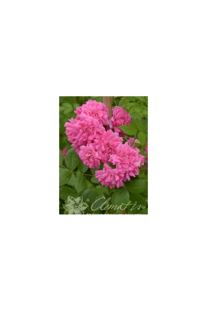 Róża pnąca 'Heldoro' (odmiana pachnąca) Rosa