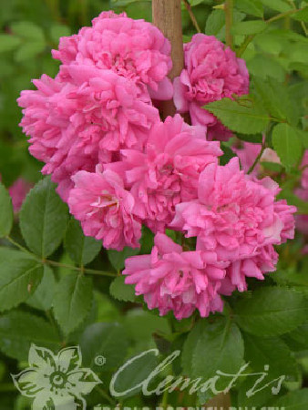 Róża pnąca 'Heldoro' (odmiana pachnąca) Rosa