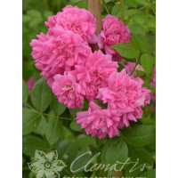 Róża pnąca 'Heldoro' (odmiana pachnąca) Rosa