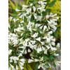 Krzewuszka cudowna 'Black and White' | Weigela florida