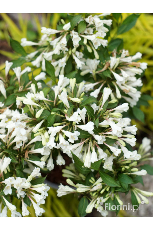 Krzewuszka cudowna 'Black and White' | Weigela florida
