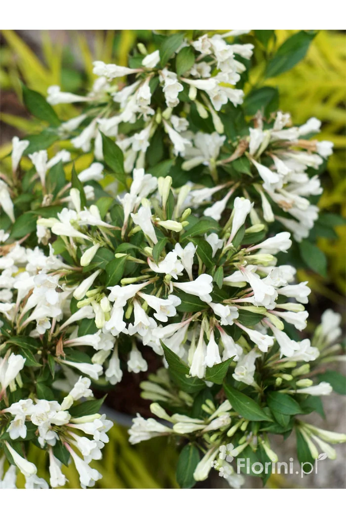 Krzewuszka cudowna 'Black and White' | Weigela florida