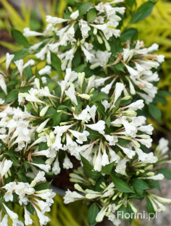 Krzewuszka cudowna 'Black and White' | Weigela florida