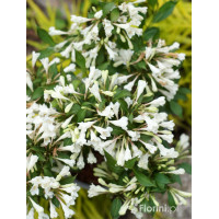 Krzewuszka cudowna 'Black and White' | Weigela florida