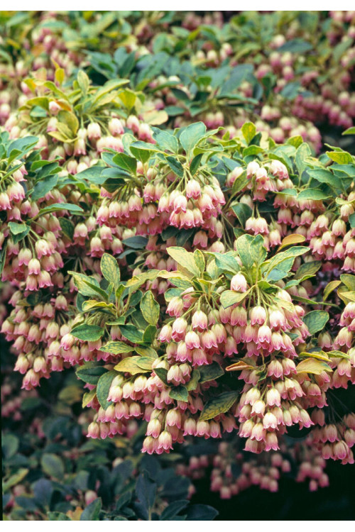 Enkiant dzwonkowaty | Enkianthus campanulatus