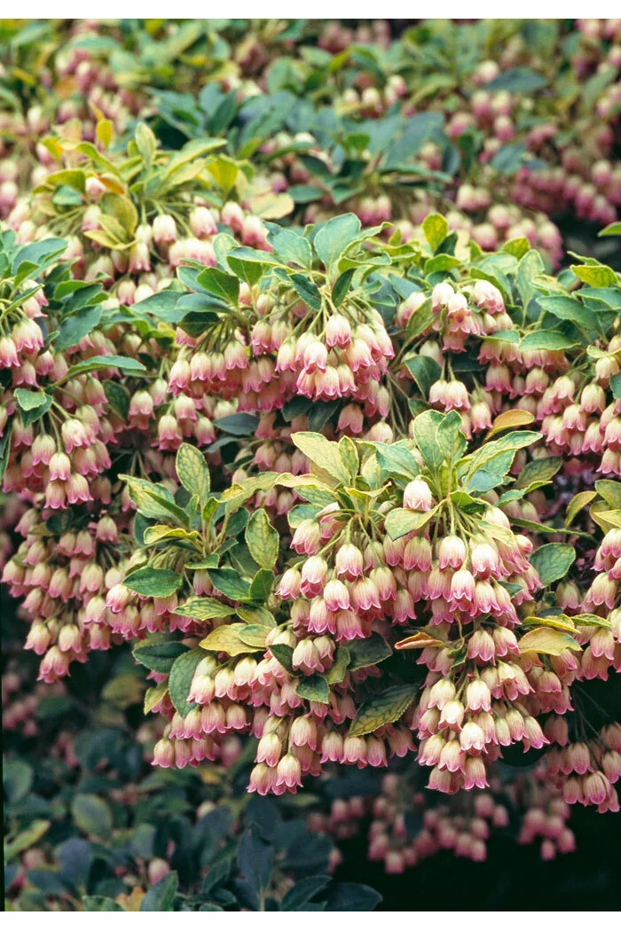 Enkiant dzwonkowaty | Enkianthus campanulatus