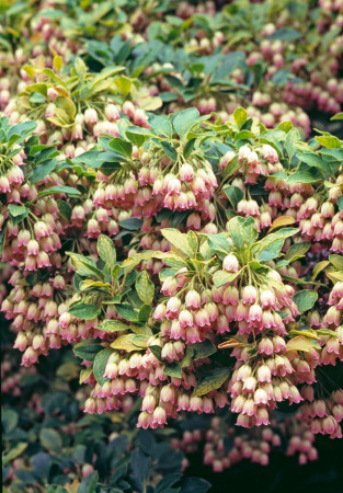 Enkiant dzwonkowaty | Enkianthus campanulatus