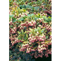 Enkiant dzwonkowaty | Enkianthus campanulatus