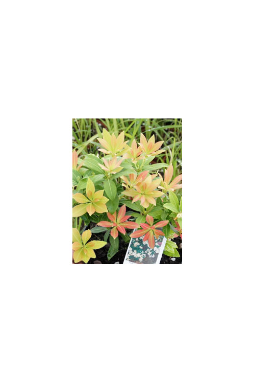 Pieris japoński 'Sarabande' Pieris japonica