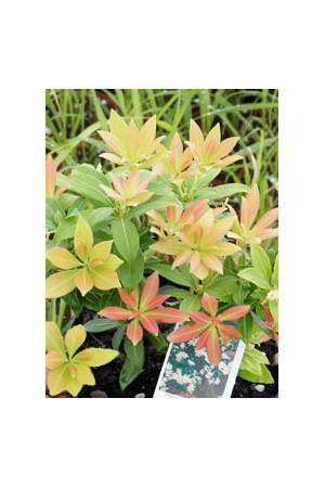 Pieris japoński 'Sarabande' Pieris japonica