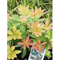 Pieris japoński 'Sarabande' Pieris japonica