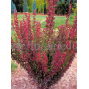 Berberys Thunberga 'Red Pillar' | Berberis thunbergii