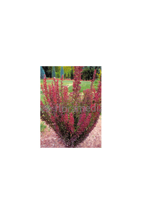 Berberys Thunberga 'Red Pillar' | Berberis thunbergii